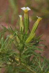 Tagetes filifolia
