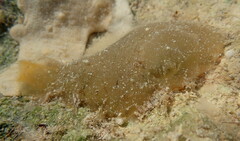 Phlebobranchia