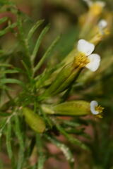 Tagetes filifolia