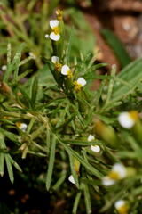 Tagetes filifolia