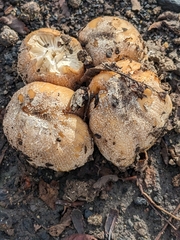 Coprinellus bipellis