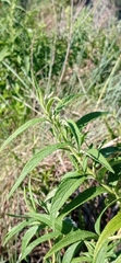 Grazielia
