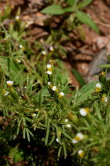 Tagetes filifolia