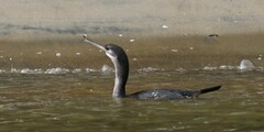 Phalacrocorax punctatus