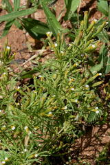 Tagetes filifolia