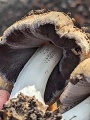 Coprinellus bipellis