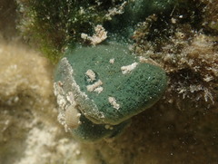 Amphimedon viridis
