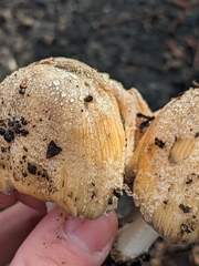 Coprinellus bipellis