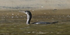 Phalacrocorax punctatus