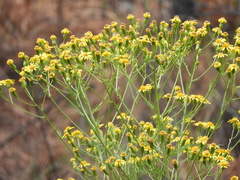 Senecio pampeanus
