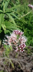 Grazielia