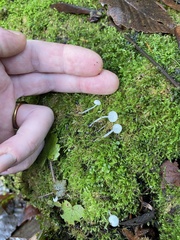 Mycena albidula