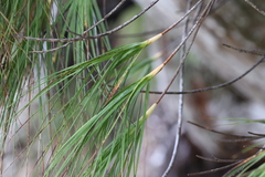 Dracophyllum longifolium