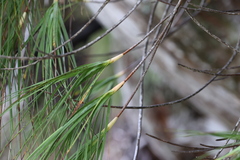 Dracophyllum longifolium