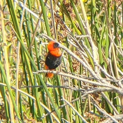 Euplectes franciscanus