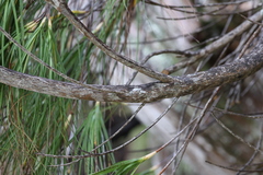 Dracophyllum longifolium