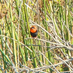 Euplectes franciscanus