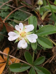 Potentilla alba