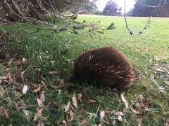 Tachyglossus aculeatus setosus