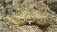 Callinectes marginatus