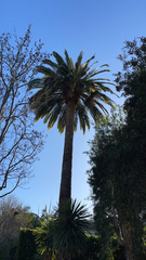 Phoenix canariensis