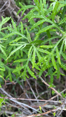 Artemisia palmeri