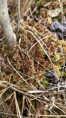 Sphagnum magellanicum