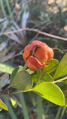 Exobasidium vaccinii