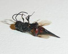 Phasgonophora sulcata