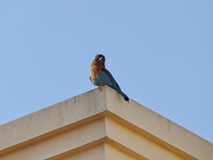 Coracias benghalensis
