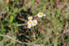 Erigeron quercifolius