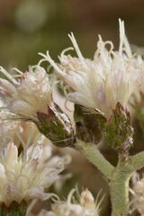 Vernonanthura cordata