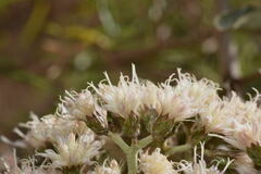 Vernonanthura cordata