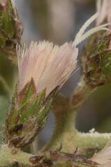 Vernonanthura cordata