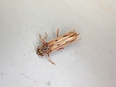 Eburida sublineata