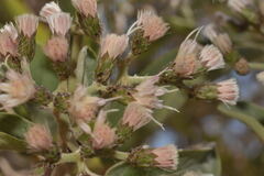 Vernonanthura cordata