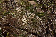 Vernonanthura cordata
