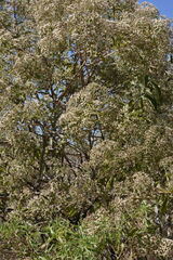 Vernonanthura cordata