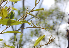 Tropidoderus childrenii