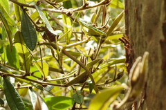 Tropidoderus childrenii