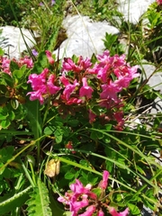 Rhododendron hirsutum