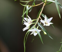 Dendrobium cunninghamii