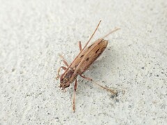 Eburida sublineata