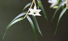 Dendrobium cunninghamii