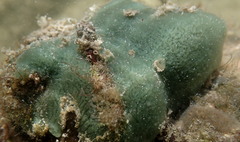 Amphimedon viridis