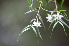 Dendrobium cunninghamii