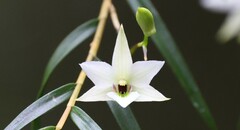 Dendrobium cunninghamii