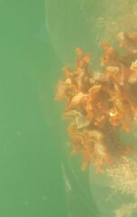 Schizoporella errata