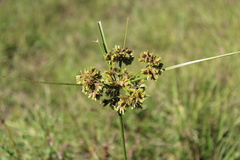Cyperus surinamensis