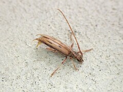 Eburida sublineata